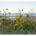 Blumen(am)meer