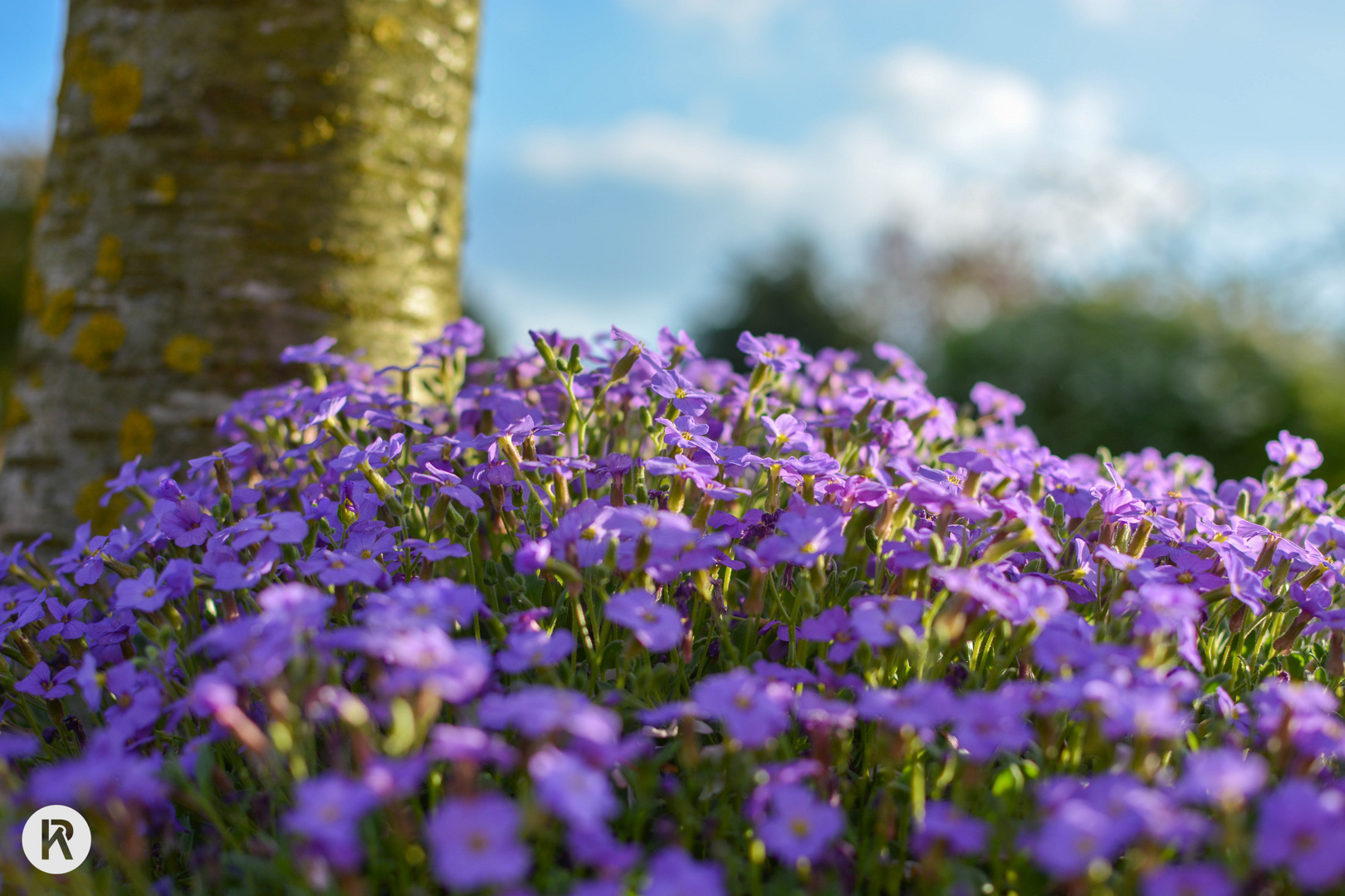 Blumenansammlung im Frühling