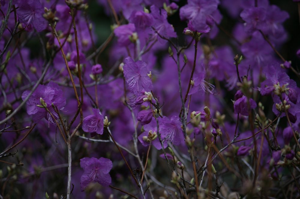 Blumenarrangement