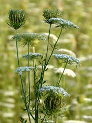 Blumenarrangement der Natur