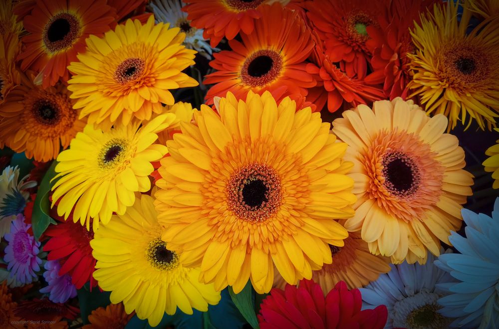 Blumenarrangement mit Gerberas