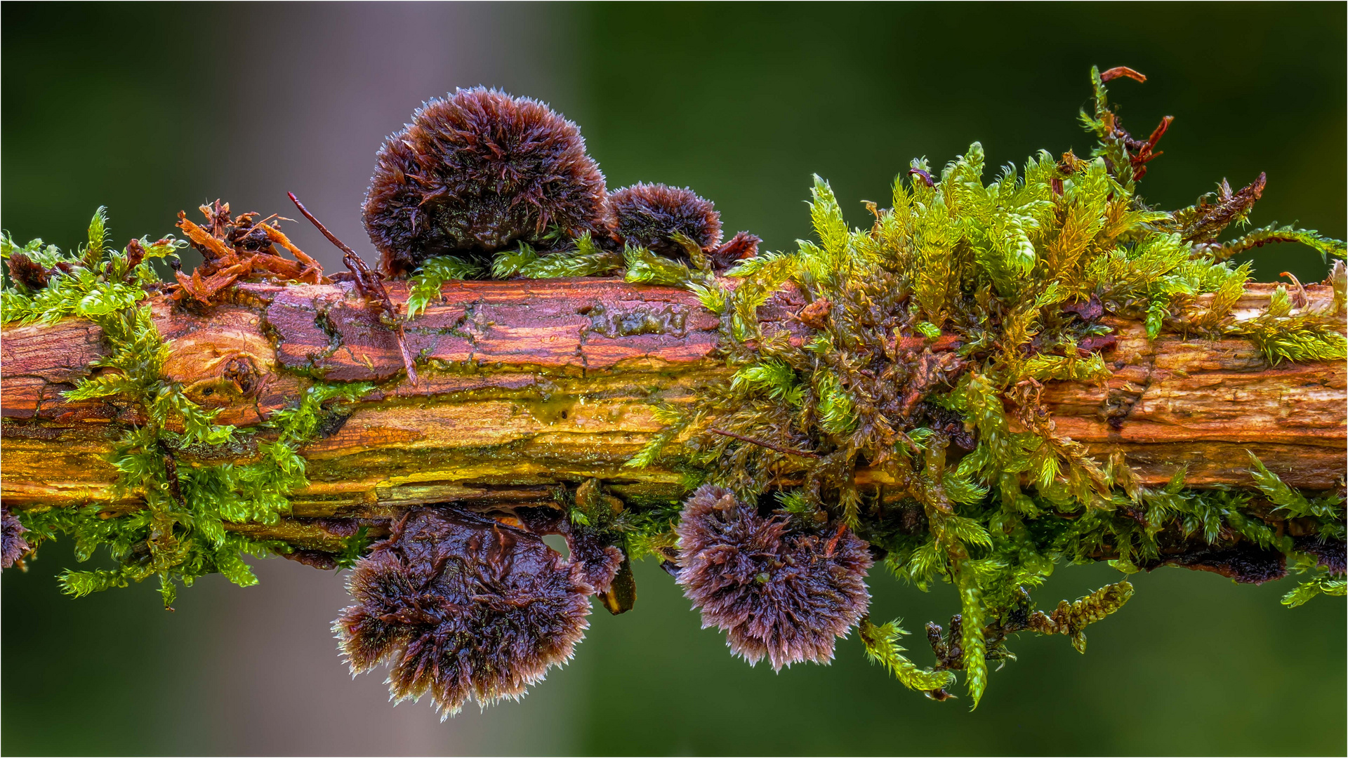 Blumenartiger Warzenpilz