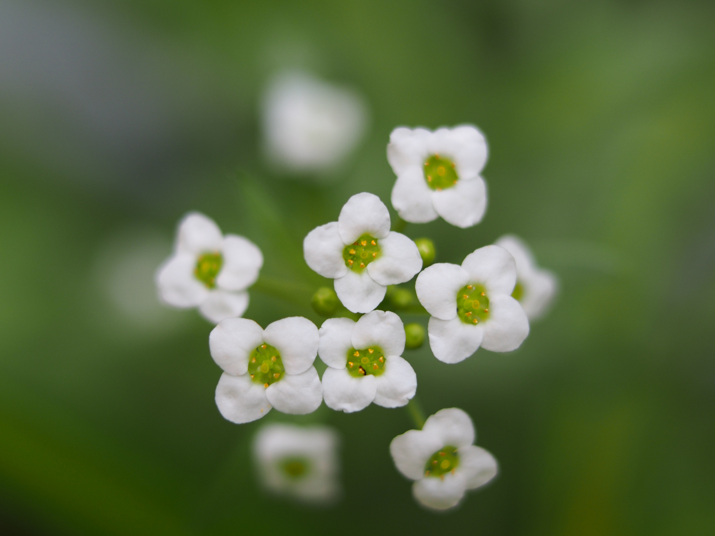 Blumenauge zum Mittwoch