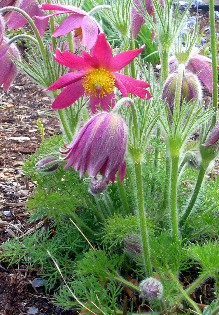 Blumenausschnitt aus einem Pflanzenlabyrint