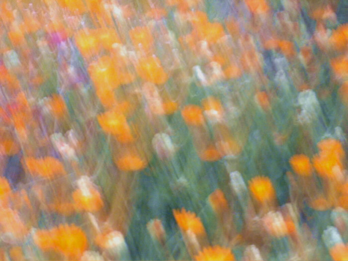 Blumenbeet von Walter J. Pilsak