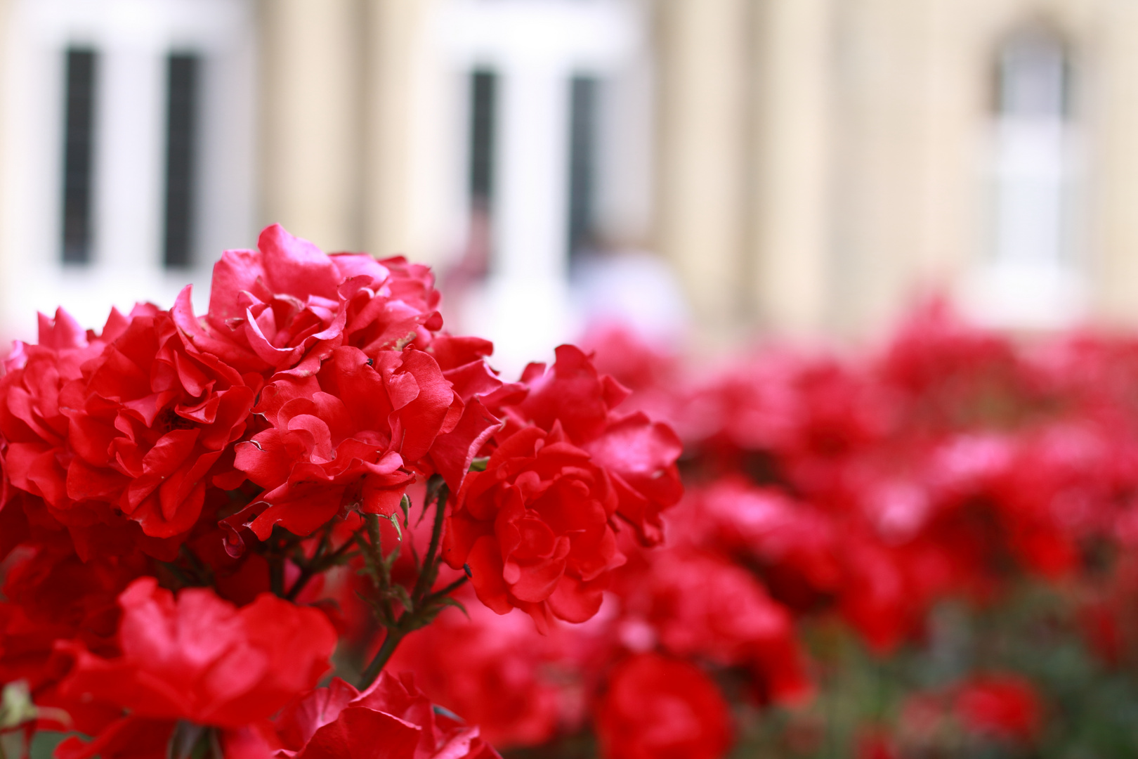 Blumenbeet auf dem Schlossplatz Stuttgart