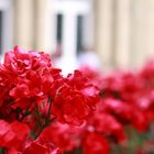 Blumenbeet auf dem Schlossplatz Stuttgart