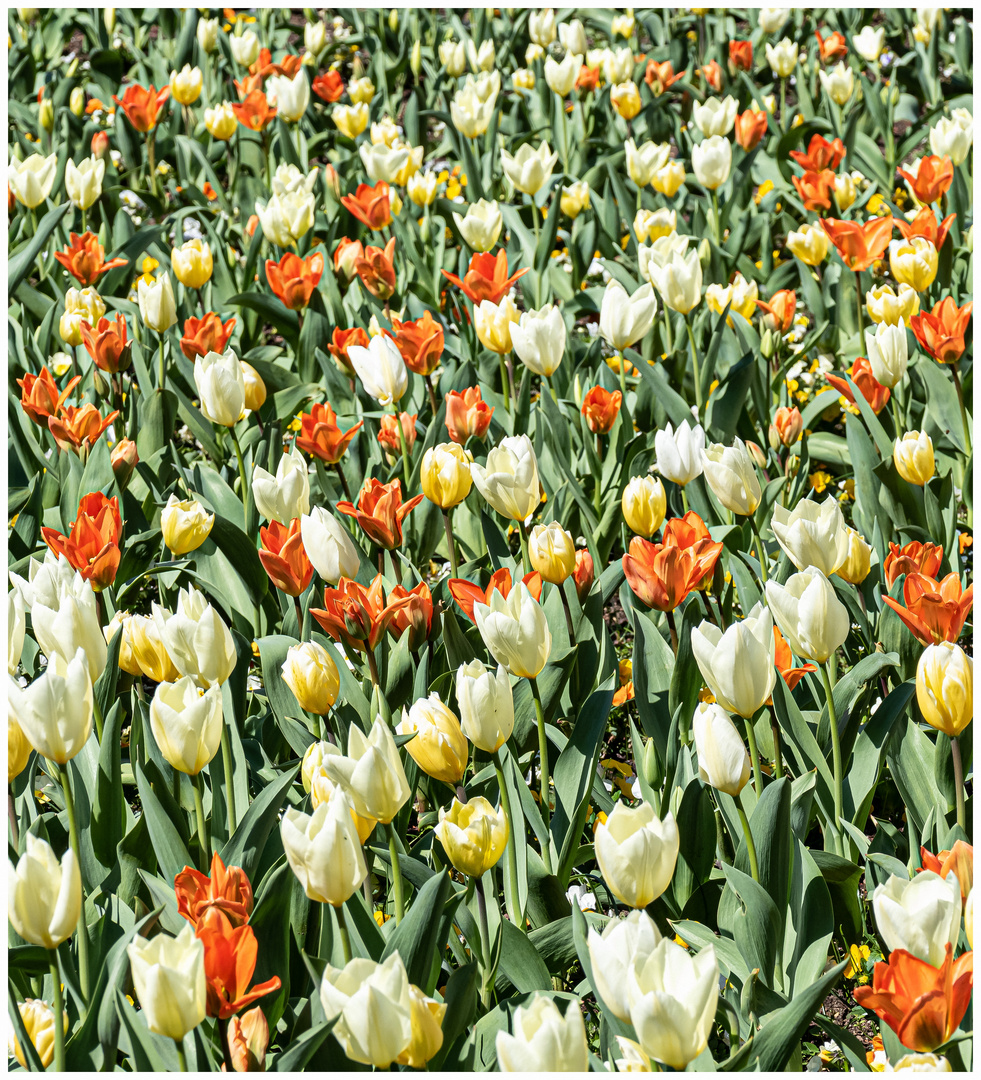 Blumenbeet im Frühling