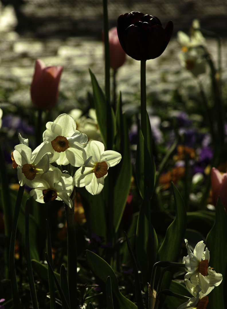 Blumenbeet im Stadtgarten Karlsruhe