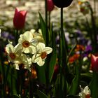 Blumenbeet im Stadtgarten Karlsruhe