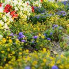 Blumenbeet im Stadtpark