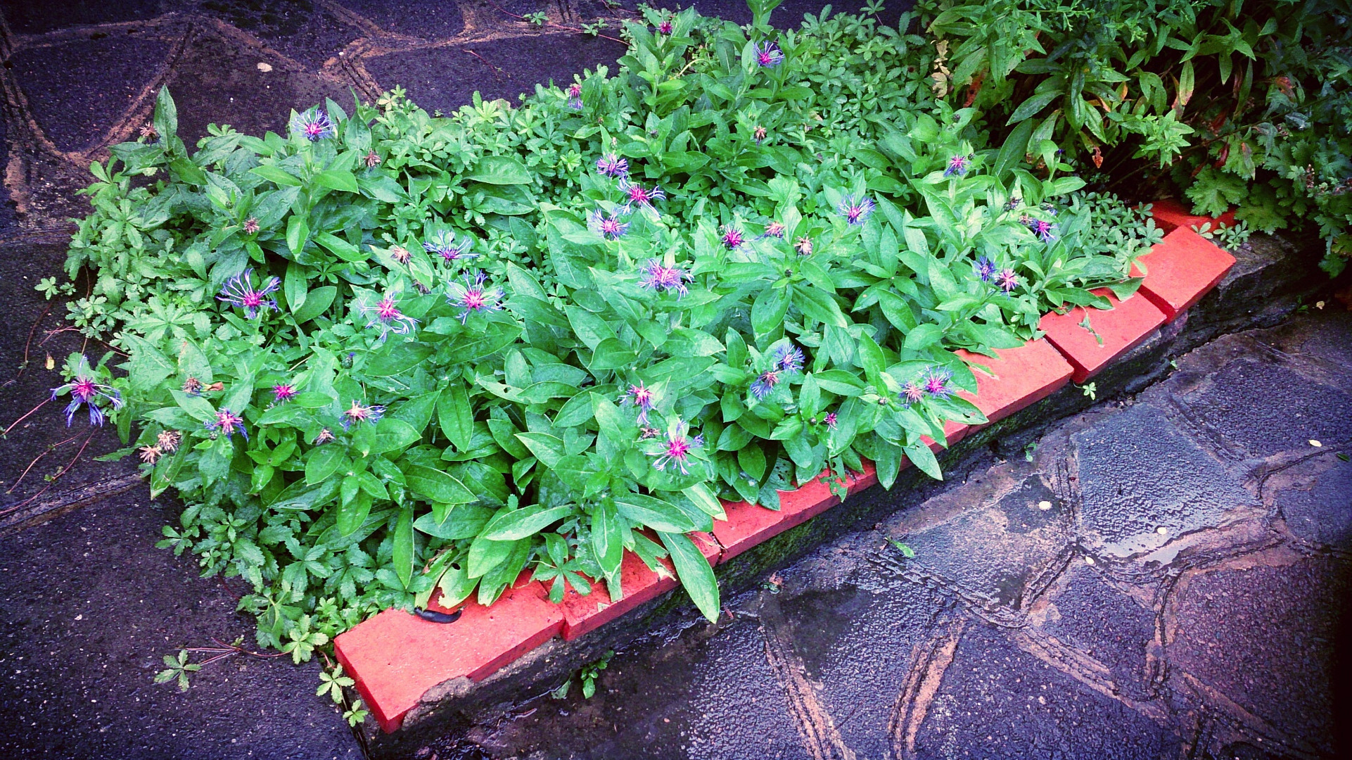 Blumenbeet in London bei Regen