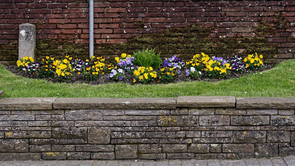 Blumenbeet No 7 mit 'Mauer'blümchen vor der Neuharlingersieler Hafenmauer
