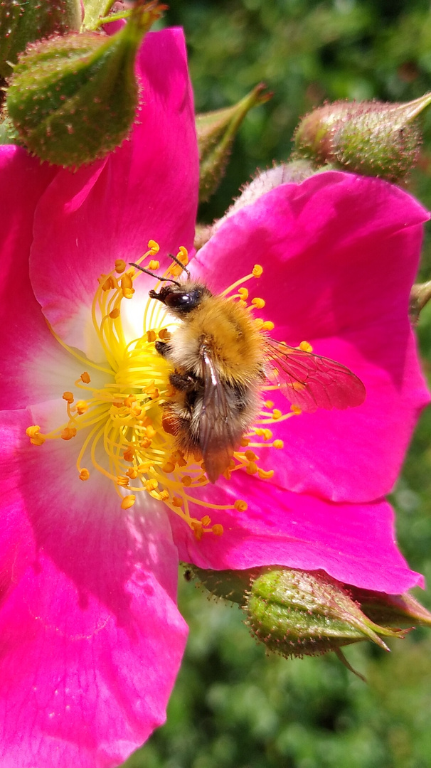 Blumenbesuch