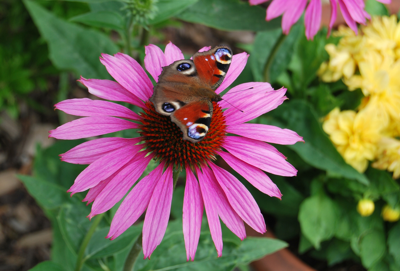 Blumenbesuch.....