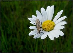 Blumenbesuch...