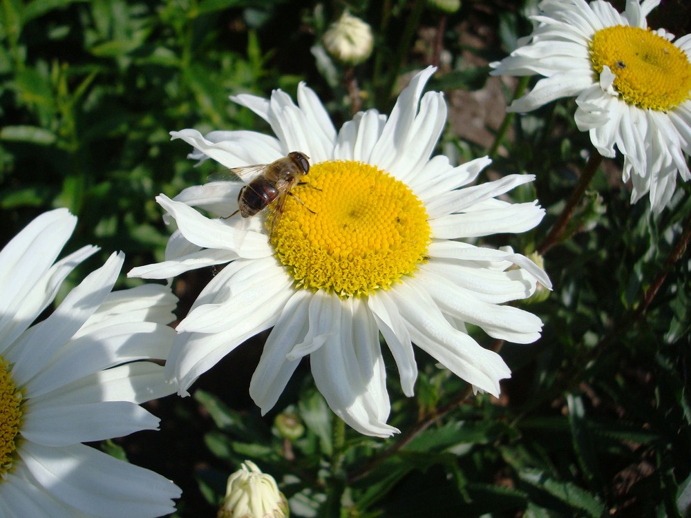 Blumenbesuch