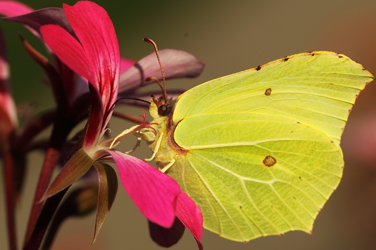 Blumenbesuch