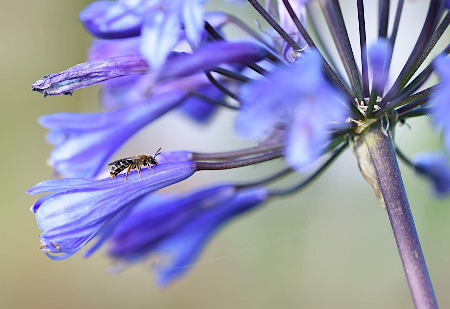 Blumenbesucher