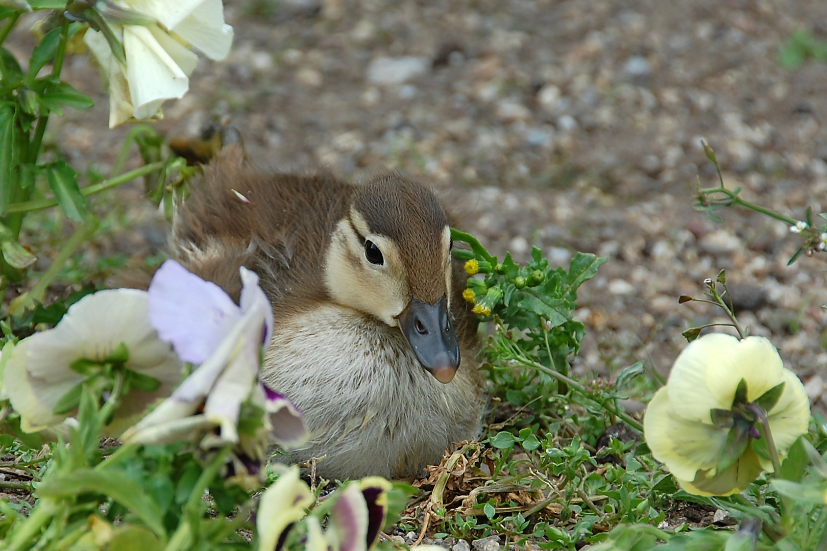 Blumenbett