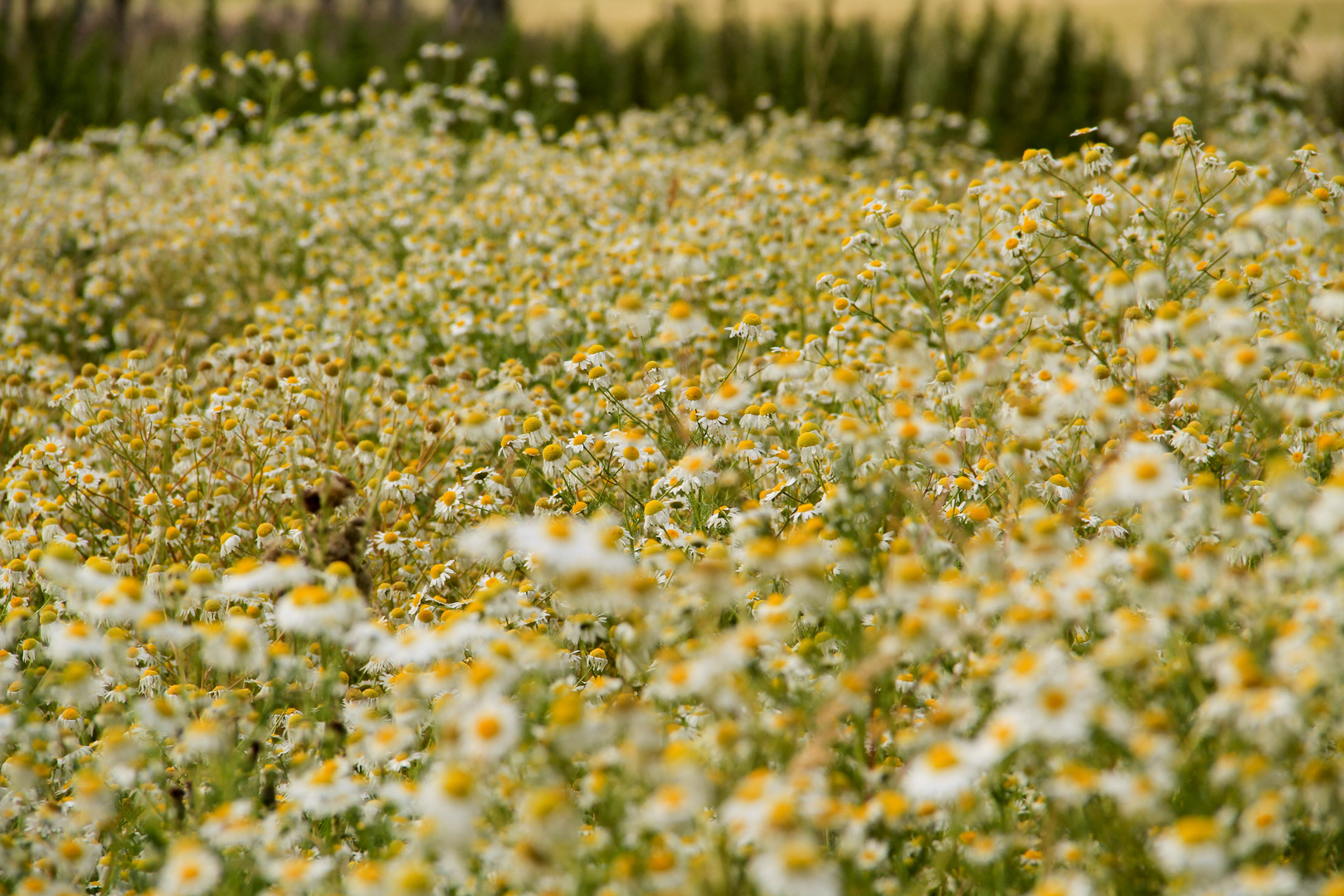 Blumenbevölkerung