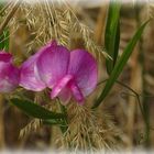 Blumenbild von "Vietnamese"