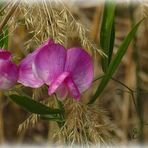 Blumenbild von "Vietnamese"