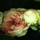 Blumenbilder 105