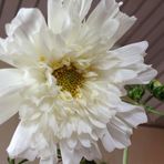 Blumenbilder
