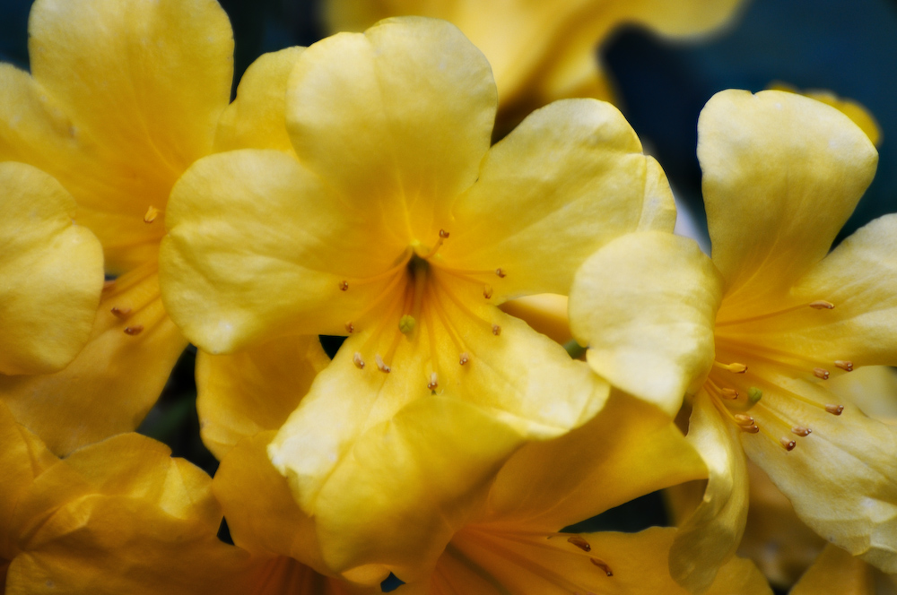 Blumenbilder sind langweilig!?