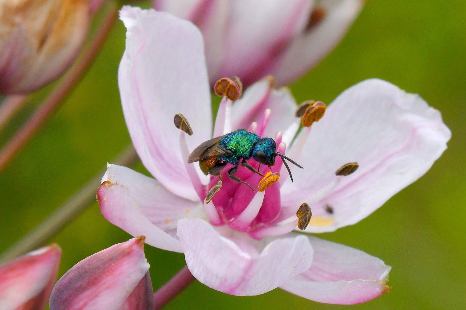 Blumenbinse mit Goldwespe