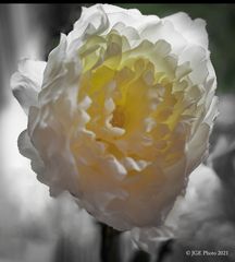 Blumenblüte im Wohnzimmer