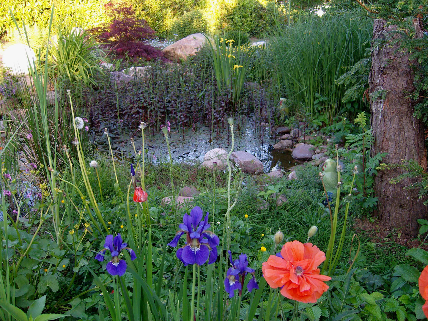 Blumenblüte um den Teich Foto & Bild jahreszeiten, frühling, natur