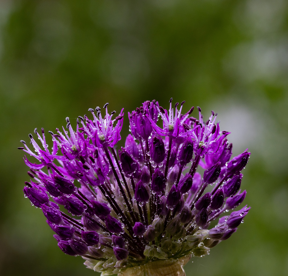 Blumenblüten