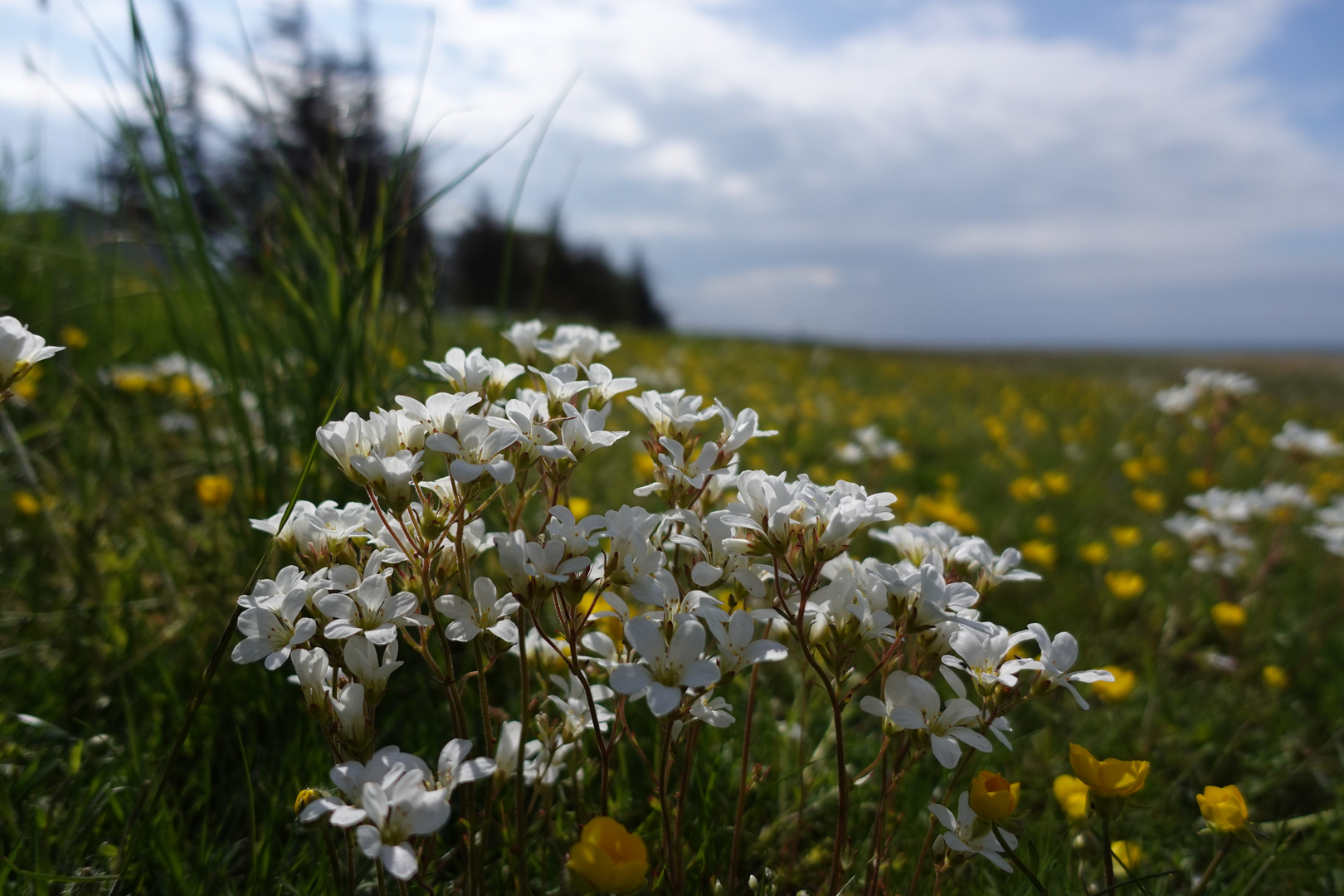 Blumenbokeh