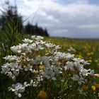 Blumenbokeh