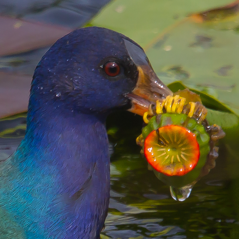 Blumenbote