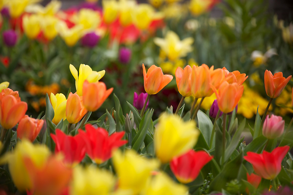 Blumenbunt Foto & Bild jahreszeiten, frühling, wiese Bilder auf