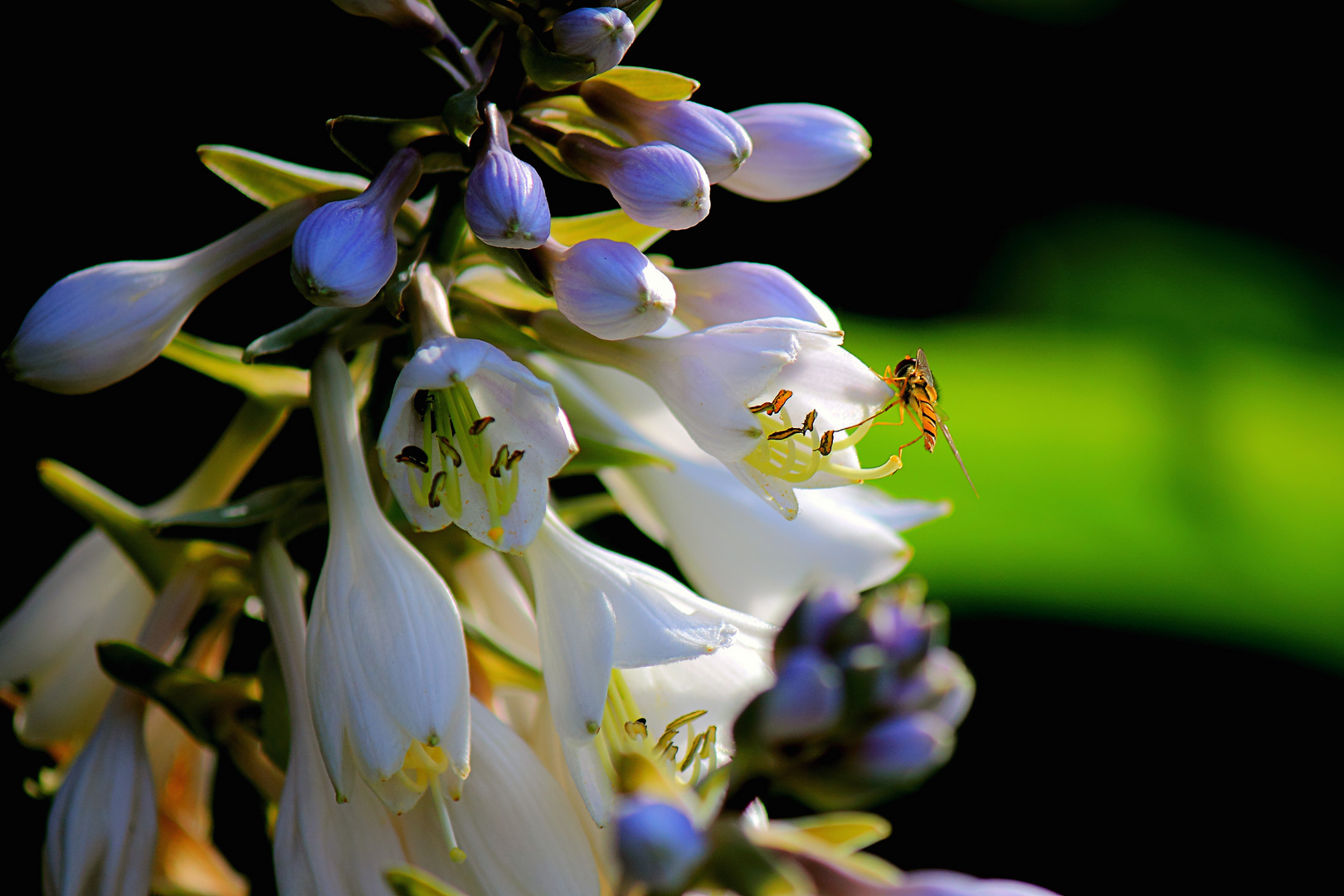 Blumendetail