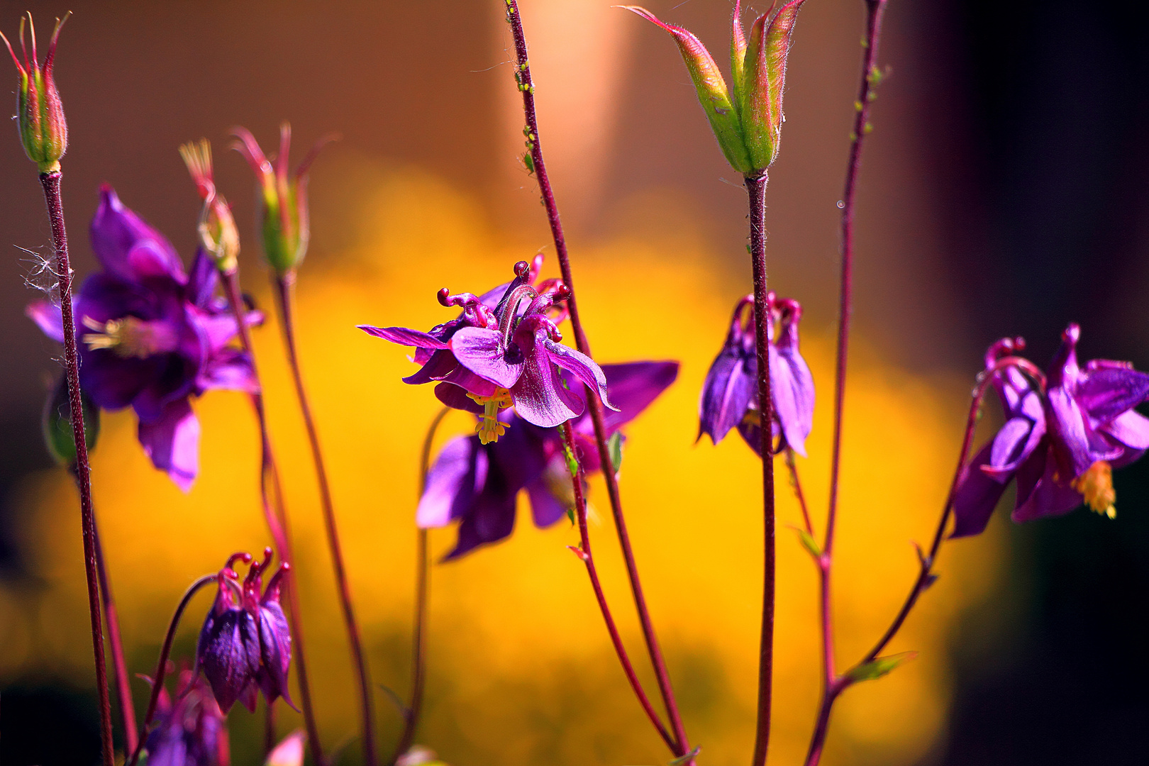 Blumendetail