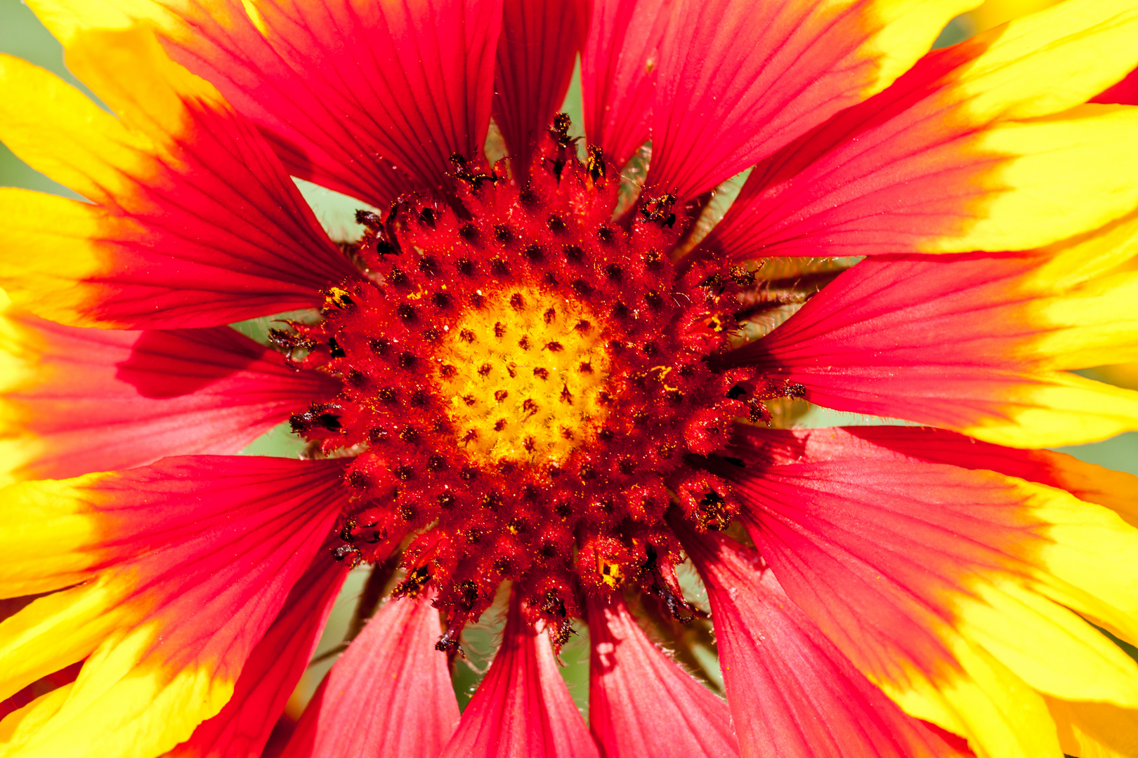 Blumendetail einer Kokardenblume