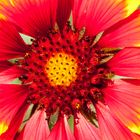 Blumendetail einer Kokardenblume