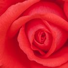 Blumendetail einer Rose