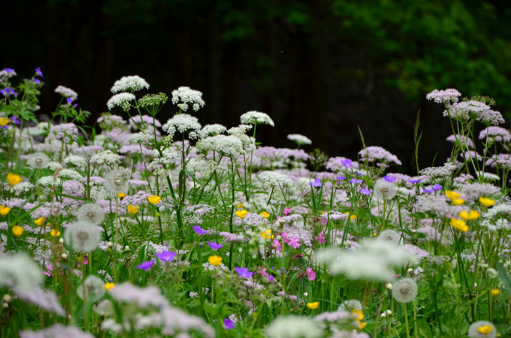 Blumenduft liegt in der Luft