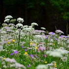 Blumenduft liegt in der Luft