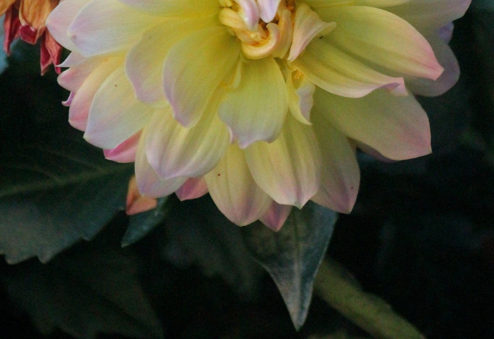 Blumeneindrücke
