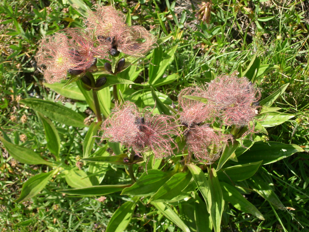 blumenerfinden