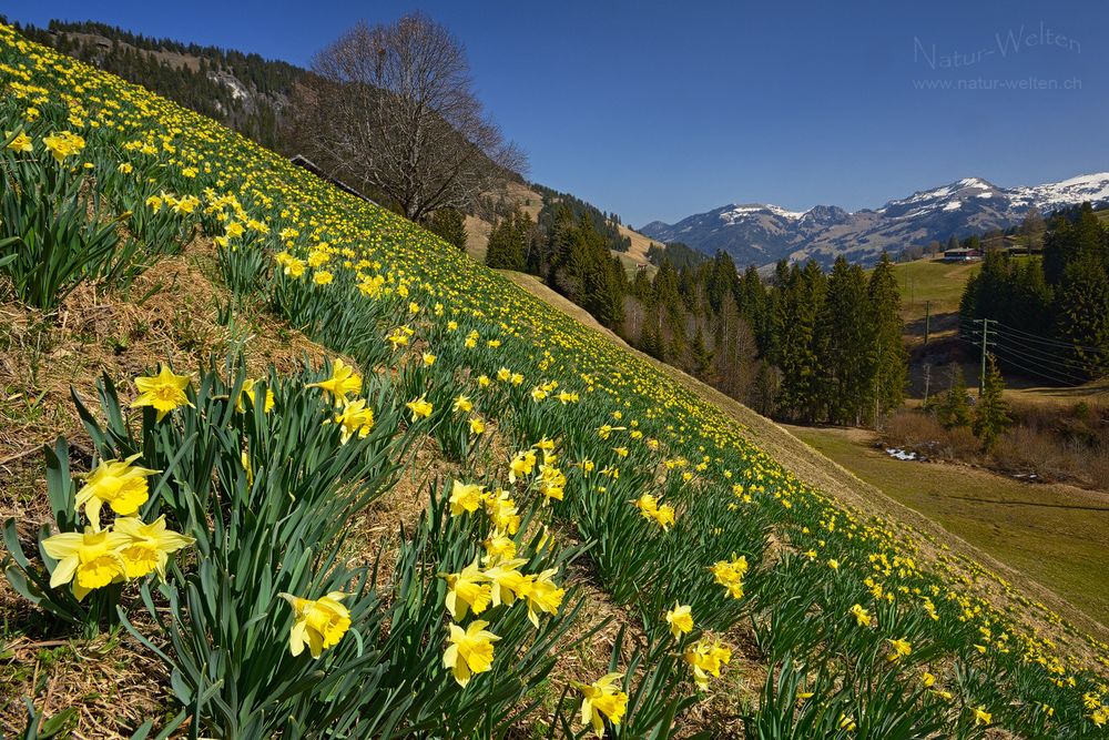 Blumenerkundungen