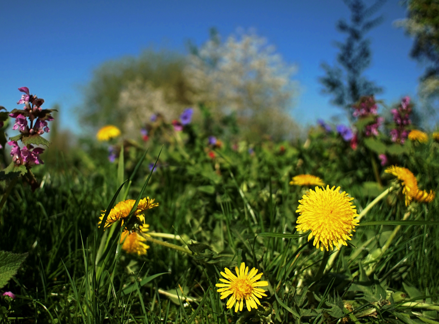 Blumenerwachen