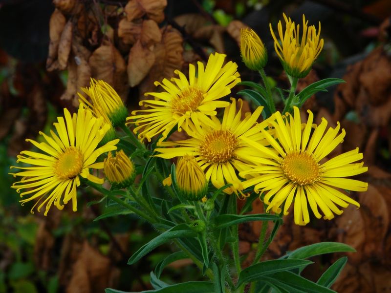 Blumenfamilie